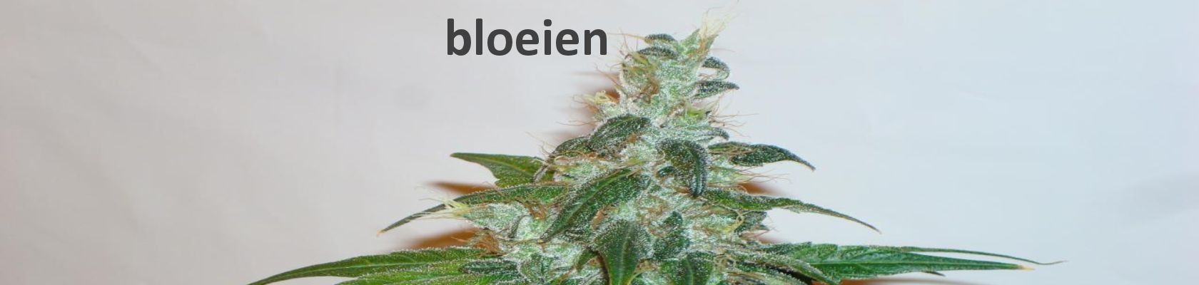 Bloeien van de cannabis plant
