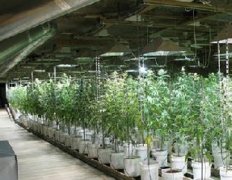 Online growshop
