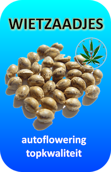 Autoflowering wietzaadjes
