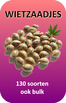 Gefeminiseerde wietzaadjes
