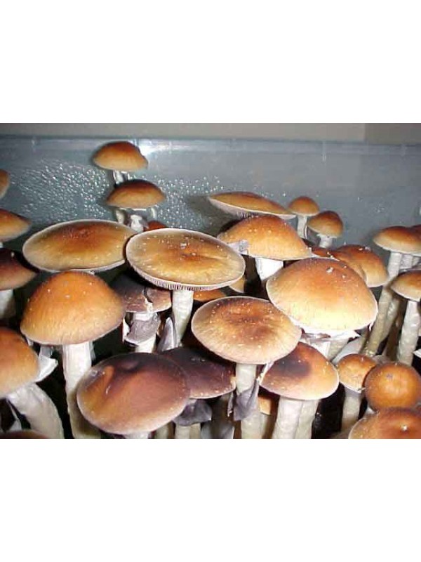 Hoe gebruik je paddo's en truffels