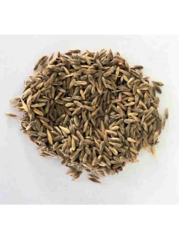 Reed Canary Grass zaden