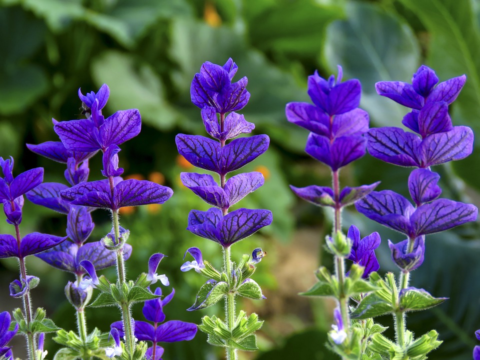 Salvia bloemen