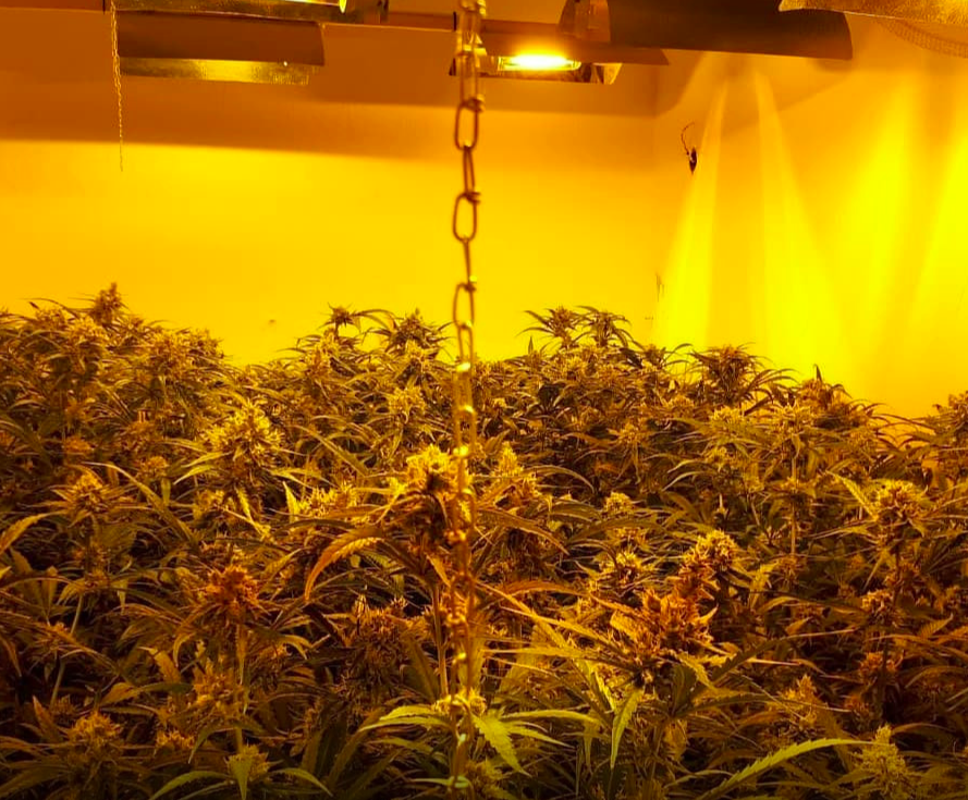 Wietkwekerij in Den Bosch