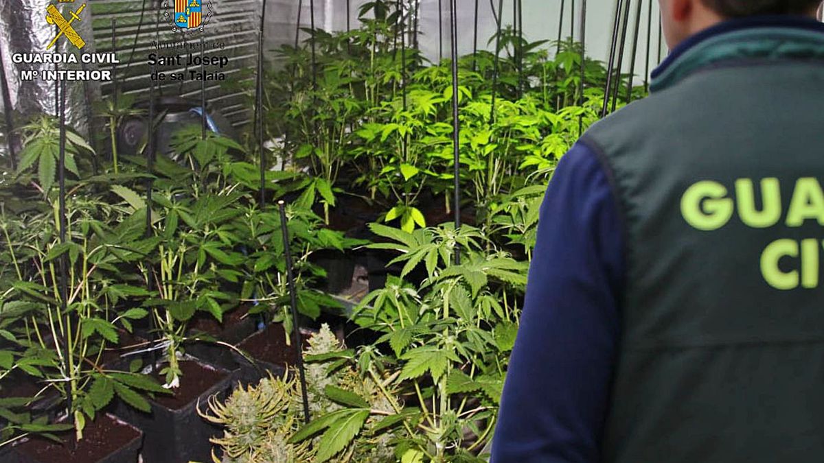 Wiet kweken op Ibiza