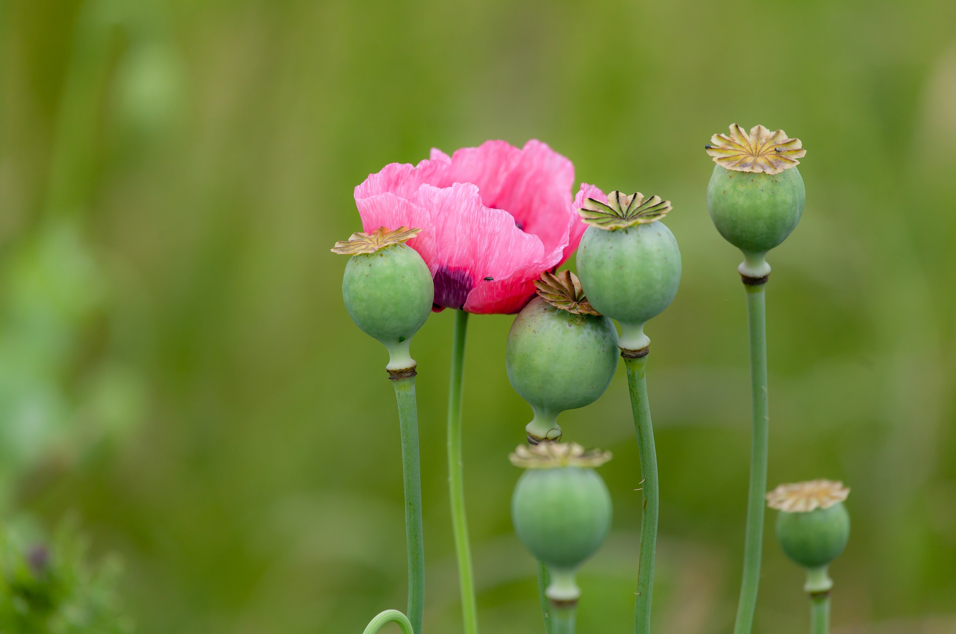 Papaver