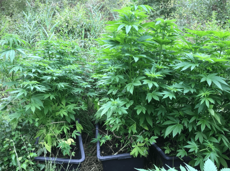 Buiten wiet kweken , zo doe