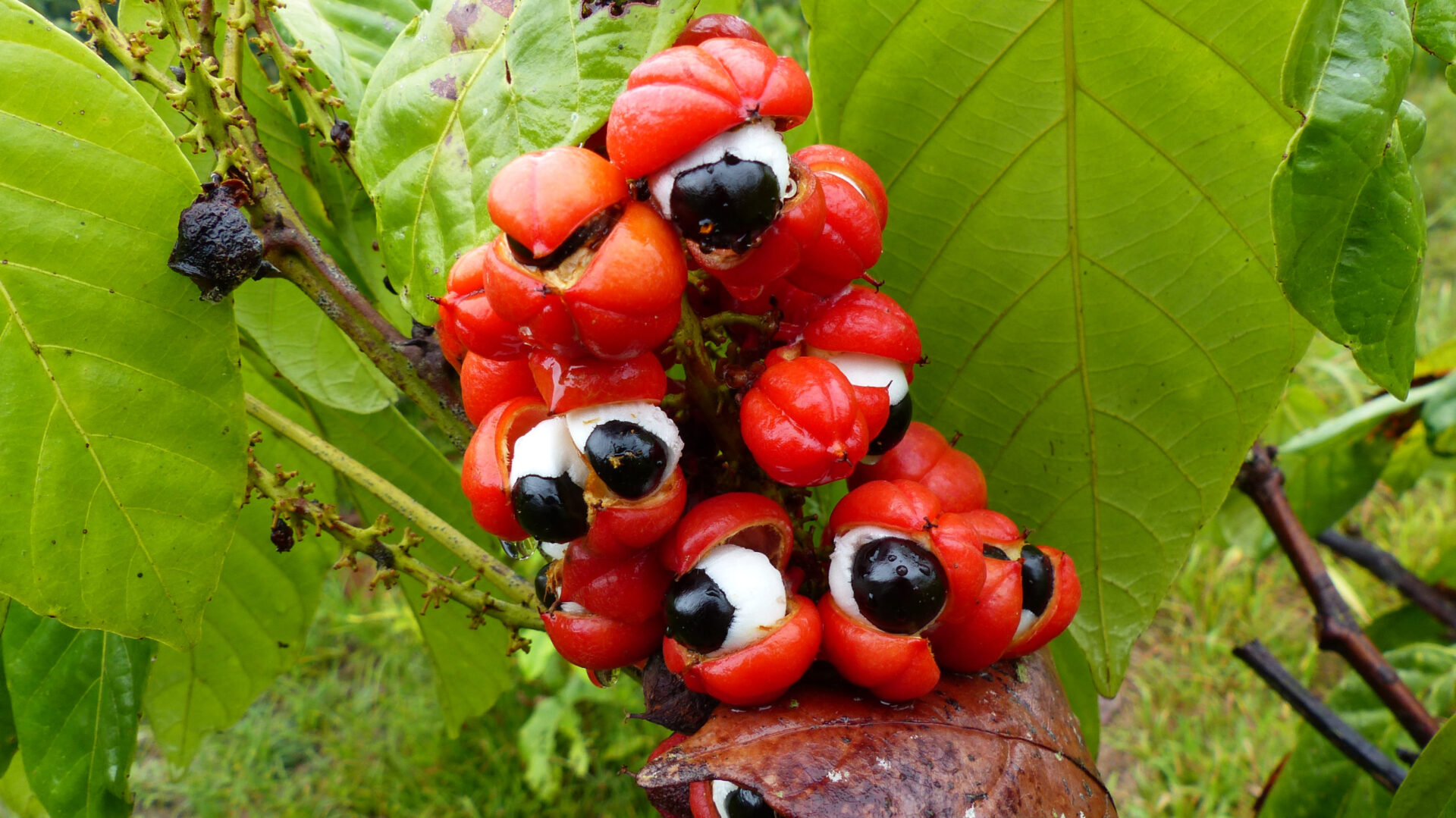 Guarana