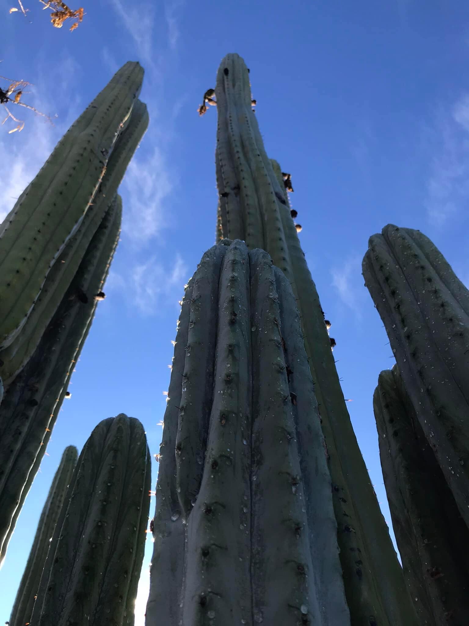 San Pedro cactussen