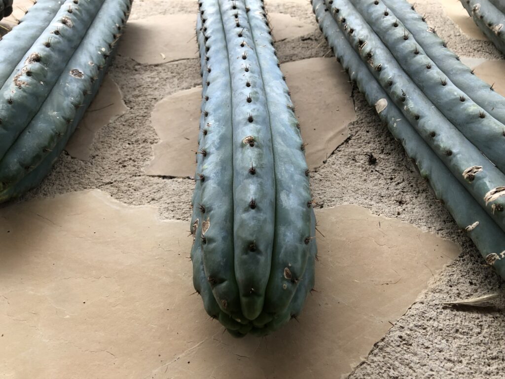 San Pedro ceremonies