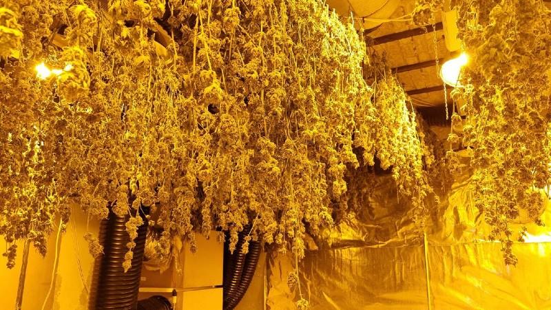 Wiet in Sint Willebrord