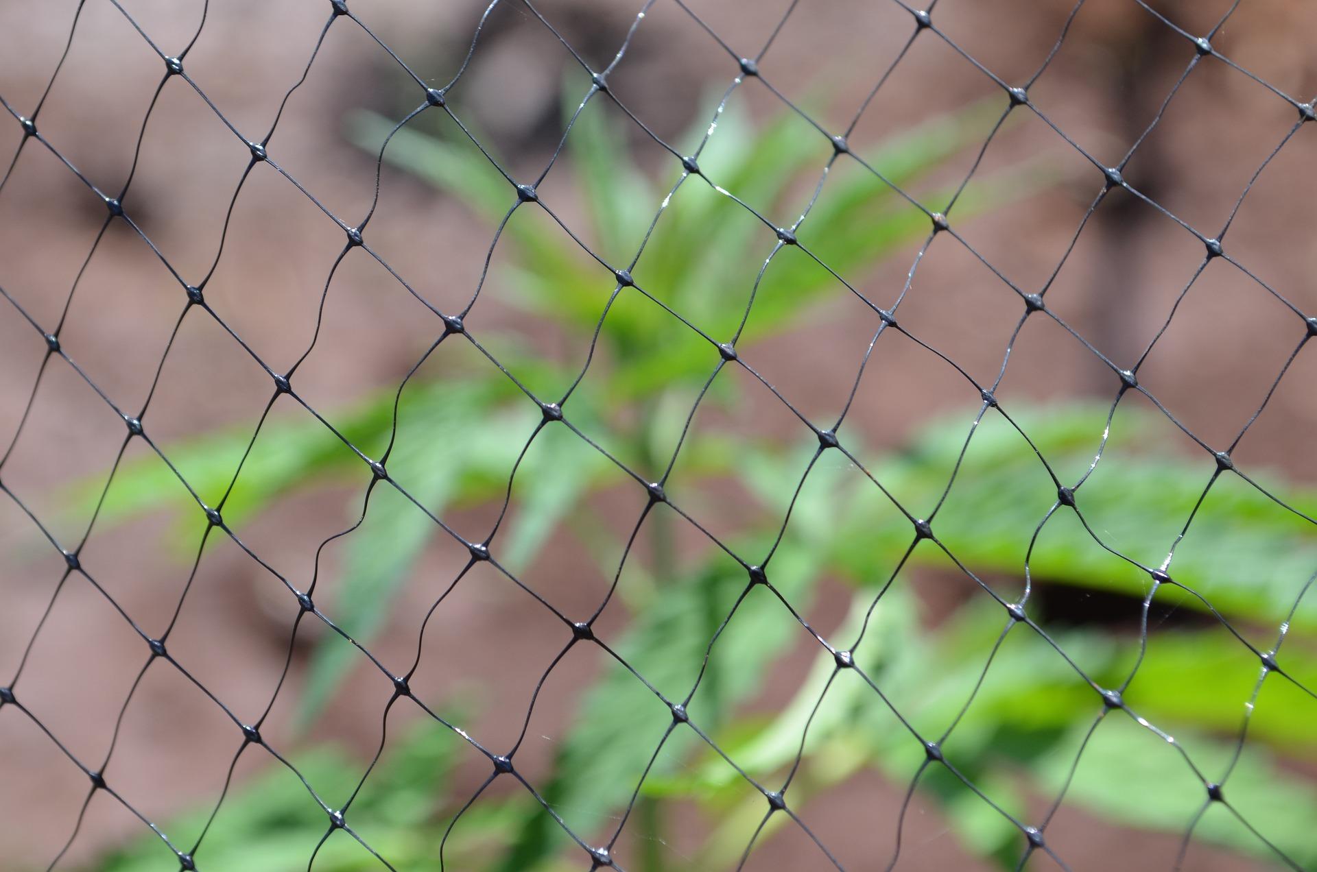 Wietkwekerijen opgerold
