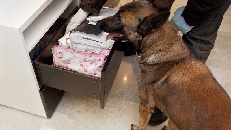 Hond helpt drugs zoeken