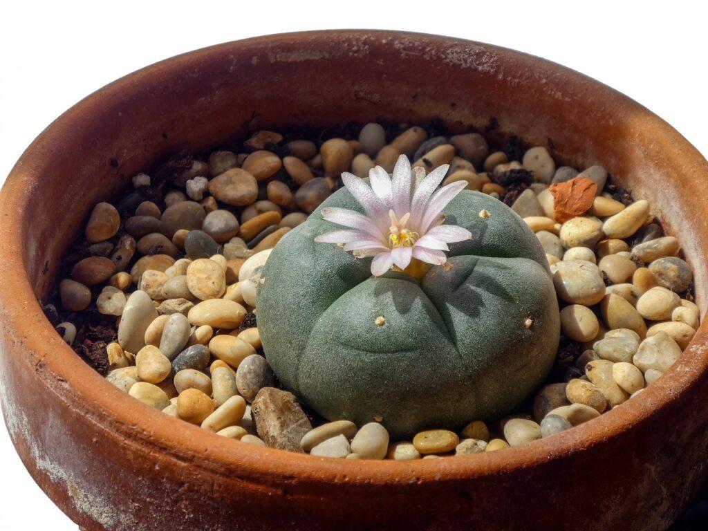 Peyote in bloei