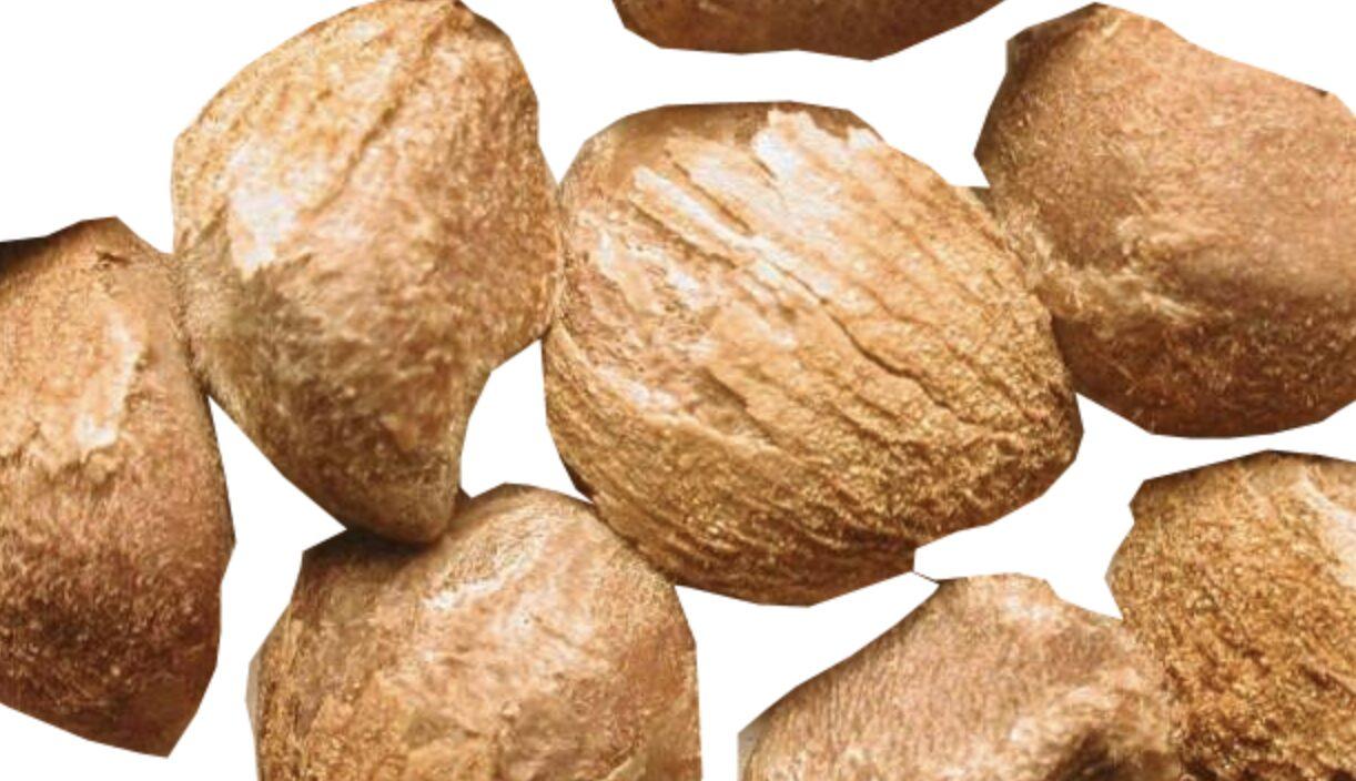 Hawaiian Baby Woodrose