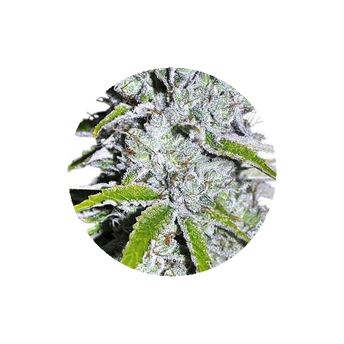 CBD SkunkHaze