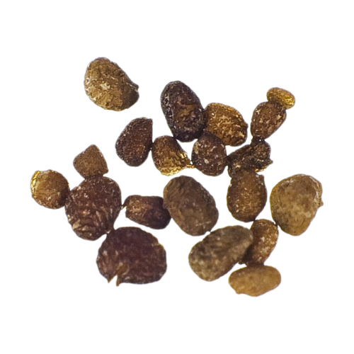 Nicotiana Rustica