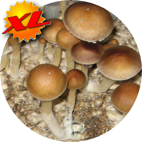 Treasure Coast cubensis kweekset xl