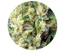 Green Poison CBD 