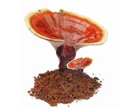 Reishi paddenstoel