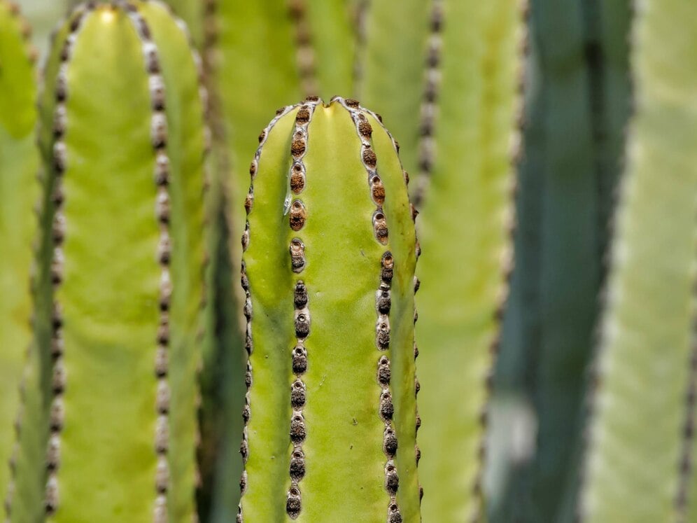 San Pedro mescaline cactussen