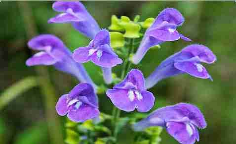 Skullcap bloemen